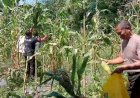 Dukung Ketahanan Pangan, Polsek Kajen Panen Jagung di Lahan Pekarangan