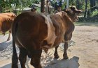 Sapi Milik Bhabinkamtibmas Terpilih Jadi Hewan Kurban Presiden Prabowo di Indragiri Hulu