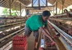 Sempat Sulit Terjual, Kini Seluruh Telur Peternak Ayam Ini Terserap Berkat MBG