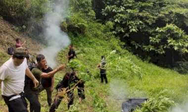 Sat Brimob Polda Sumut Musnahkan Ladang Ganja di Mandailing Natal