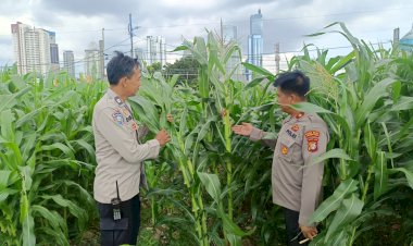 Polsek Metro Tanah Abang Memiliki Kebun Jagung di Pusat Kota