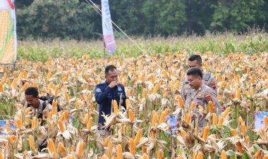 Polres Grobogan Sukses Gelar Panen Raya Jagung di Lahan 274 Hektare