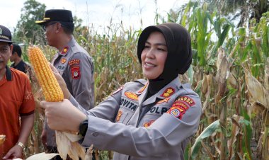 Keberhasilan Program Ketahanan Pangan Nasional: Sinergi Kolaboratif Menuju Swasembada Jagung 2025
