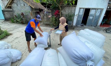 Jaga Stabilitas Harga, BULOG Yogyakarta Serap Gabah Petani Rp 6.500/kg Selama Masa Gadu 2025