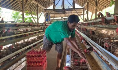 Sempat Sulit Terjual, Kini Seluruh Telur Peternak Ayam Ini Terserap Berkat MBG