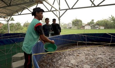 Program MBG Dorong Rantai Pasok Lokal, Budidaya Lele Jadi Tulang Punggung