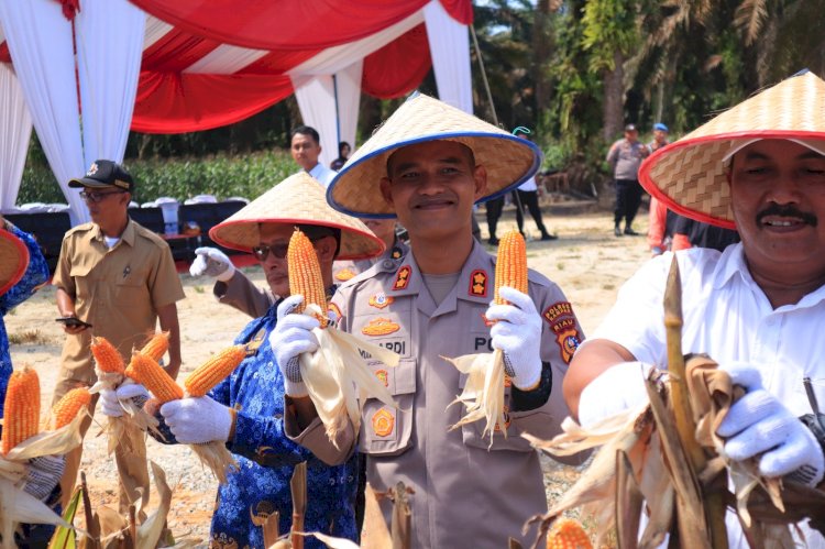 Kapolres Kampar Panen Raya Jagung:  Wujud Dukungan Nyata untuk Ketahanan Pangan Nasional