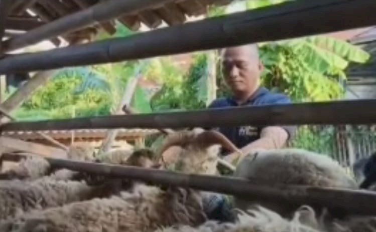 Kisah Inspiratif Polisi di Bekasi Bina Peternakan Kambing dan Unggas, Bantu Warga Naik Kelas Ekonomi