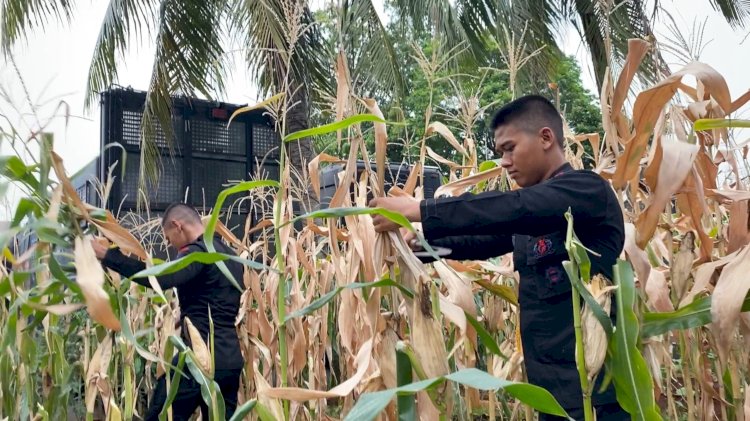 Brimob Polda Metro Jaya Dukung Program Ketahanan Pangan Lewat Panen Jagung dan Aksi Bersih Lingkungan